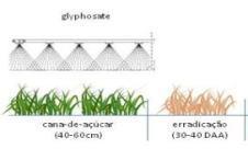 MANEJO DE PLANTAS DANINHAS NA CULTURA DA CANA-DE-AÇÚCAR PPI: proporcionam a seletividade de posição porque o tempo entre a aplicação do herbicida e o plantio da cultura é longo glyphosate herbicida