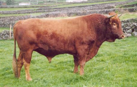 Nos Açores Características dos bovinos autóctones (13) Raça Tipo PV (kg) GPD (kg/d) IC (kgms/kgpv) Rend