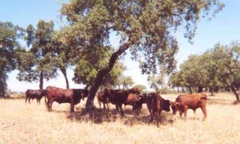 (70 dias) Clima Centro Sul / Sul Mediterrânico - Com influência Continental Temperatura média annual > 15 C