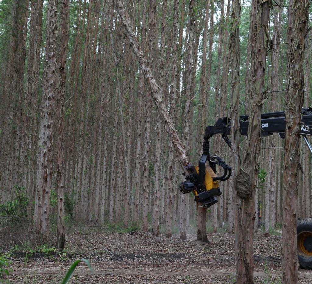 Mais informações podem ser obtidas através dos sites: FSC Internacional: www.fsc.org FSC Brasil: www.fsc.org.br PEFC: www.pefc.org INMETRO: http://www.