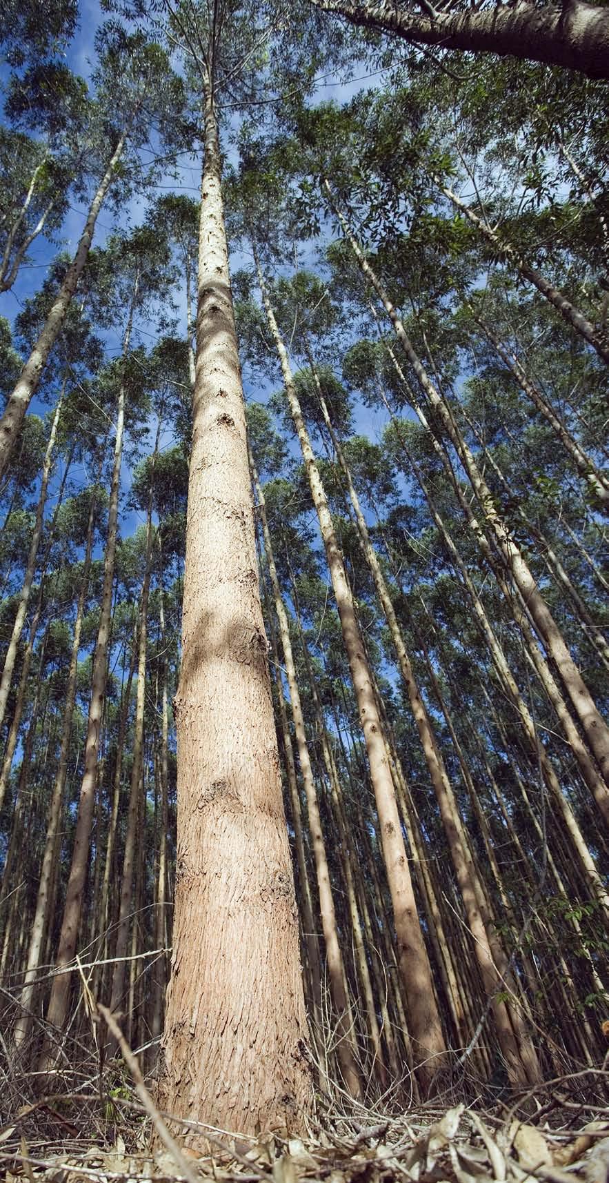 Pioneirismo quebrando paradigmas No Extremo Sul da Bahia, o Programa Produtor Florestal (PPF), da Veracel Celulose S.A.