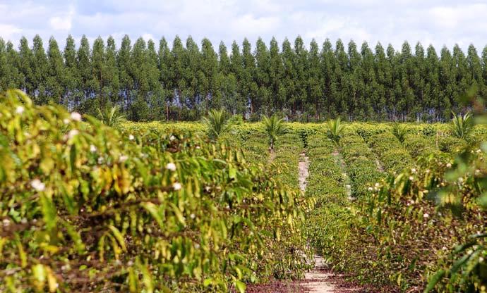 Uma nova realidade de Florestas Plantadas no Brasil A história das florestas plantadas no Brasil está intimamente ligada ao desenvolvimento tecnológico e acadêmico do país.