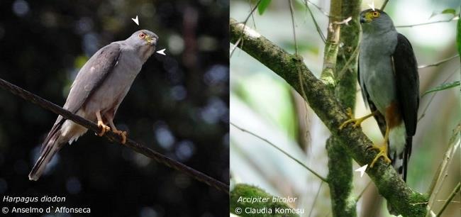 Gavião-bombachinha (Harpagus diodon) x Gavião-bombachinha-grande (Accipiter bicolor) Adultos dessas espécies possuem basicamente o mesmo padrão de plumagem, ambos apresentam coloração cinza, dorso