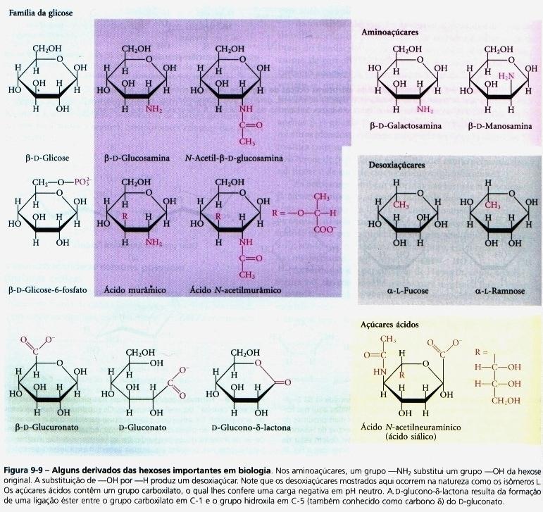 - As hexoses podem originar moléculas derivadas Por substituição de uma hidroxila por outros grupos ou por oxidação de uma carbono a ácido carboxílico Troca de uma hidroxila por grupo