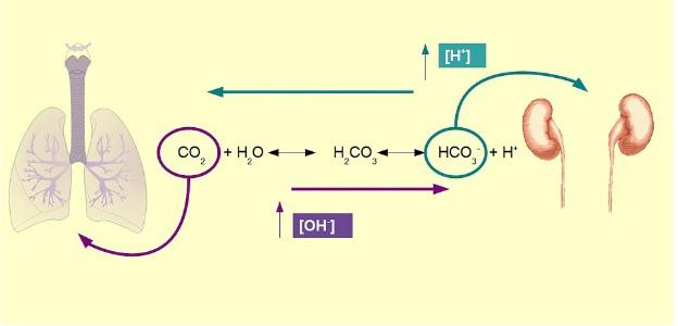 SISTEMA TAMPÃO NOS ORGANISMOS ANIMAIS Regulação do Equilíbrio Ácido-Básico ph = Potencial Hidrogeniônico Concentração de H + Quanto mais ácida uma solução maior sua