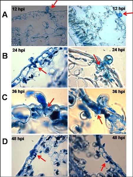 identificação de genes envolvidos na resistência do cafeeiro à ferrugem por meio de metodologias de genômica e transcriptômica.