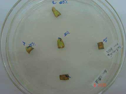 Dois experimentos, em andamento, têm o objetivo de avaliar a formação de calos embriogênicos a partir de folhas provenientes de plantas in vitro e do viveiro.