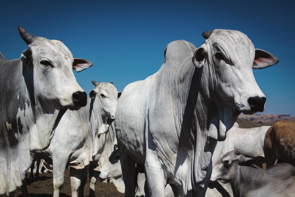 Objetivos do Selo ABRA - Garantir que proteínas e gorduras de origem animal sejam seguros para o consumo animal.