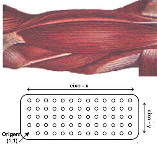 Figura 1: Ilustração da matriz de eletrodos utilizada na aquisição de dados assim como seu posicionamento em relação ao músculo bíceps braquial.
