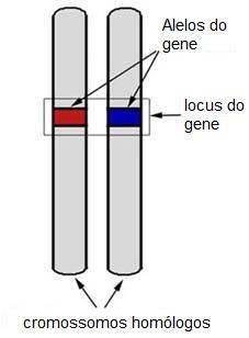 células haploides, células que contem apenas um cromossomo Gene: unidade fundamental da hereditariedade localizada nos