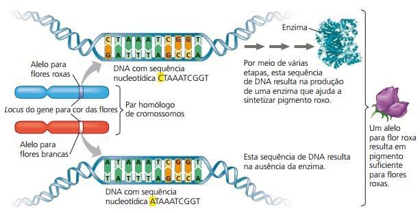 Aula 3: Definição de cromossomos homólogos e lócus gênico Lócus gênico é o local onde se situa o gene em um cromossomo. Já os cromossomos homólogos são os pares recebidos dos progenitores.