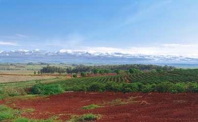 Exemplos de solo argiloso A Terra Roxa - Cor avermelhada; - Origem na decomposição de rochas basálticas; - Muito utilizados na agricultura para