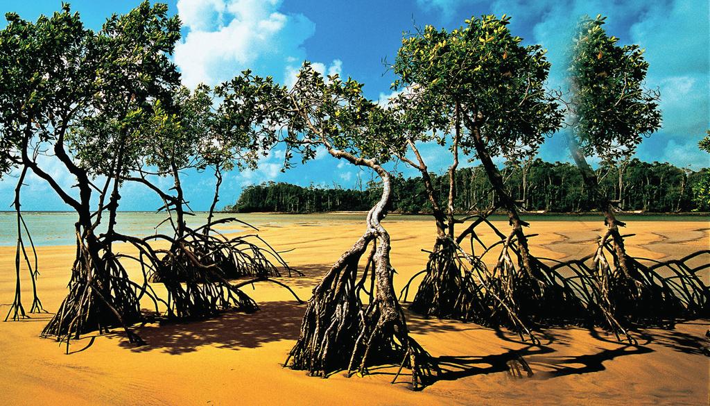 ARCILLA BLANCA DE LA AMAZONIA A argila branca é retirada de um dos santuários ecológicos mais preservados do Brasil, que é a Ilha de Marajó, um local de temperaturas elevadas, alta umidade e com alta