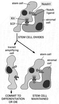 transient amplifying cells - muldpotentes - dividem- se