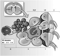 Neurônios Interneurons