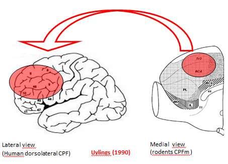 49 Figura 7: Esquema representando a homologia entre a região medial do CPF e o CPFDL de seres humanos.