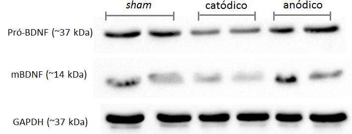 pró-bdnf/gapdh BDNF/GAPDH 80 A B 2.0 pró-bdnf 2.0 BDNF maduro 1.5 1.0 **/*** 1.5 1.0 0.