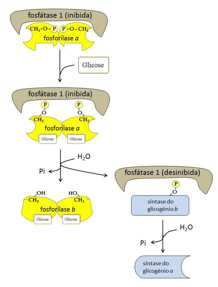 Fig. 4 Representação esquemática dos mecanismos de ação da insulina e da glicagina na atividade de enzimas (e do inibidor 1) envolvidas no metabolismo do glicogénio.