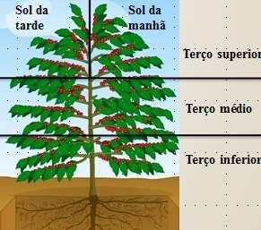 COLETA DOS FRUTOS Foram selecionados e coletados um ramo de cada parte das três plantas centrais da parcela.