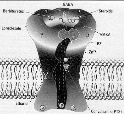 GABA