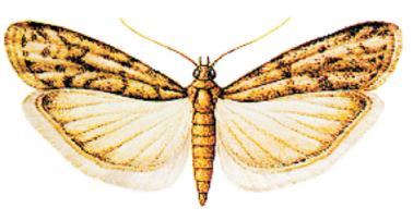 17 tratamentos em termonebulização nas UBS, durante o período de armazenamento dos lotes de semente. Figura 4. Inseto adulto de Ephestia kuehniella (Lepidoptera, Pyralidae) Figura 5.