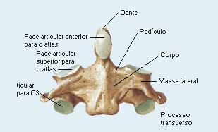 coluna vertebral. Apresenta um processo ósseo forte denominado Dente (Processo Odontóide) que localiza-se superiormente e articula-se com o arco anterior do atlas.