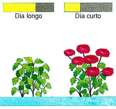 Fisiologia Vegetal 4) Fotoperiodismo Verão Inverno a) Plantas de dia-curto Fotoperíodo crítico da espécie = 11 hs Dia Noite Dia Noite