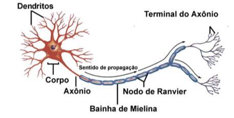 (encéfalo e medula) e