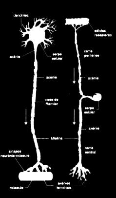 Neurônio Dendritos e axônios são chamados de fibras nervosas (nervos).