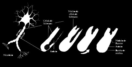 Eferente Aferente Células da Glia Oligodendrócitos (SNC) e céls.