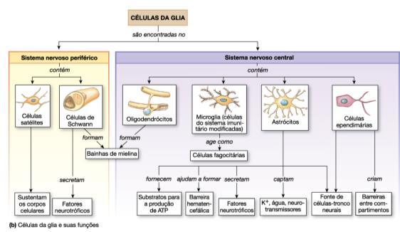 Células da Glia A concentração de no meio intracelular é 30 vezes maior que no meio extracelular.