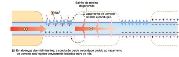 O axônio conduz os impulsos em direção