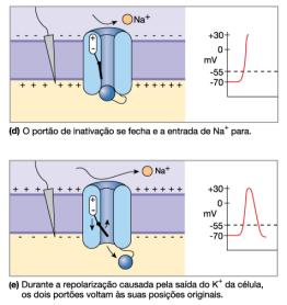 um axônio com outra célula