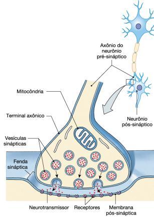 Sinapses químicas Sinapses químicas Sinapses QUÍMICAS utilizam