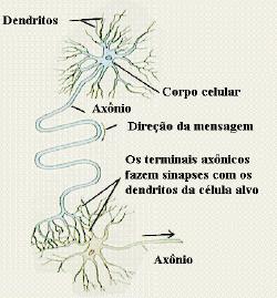 Neurônio Doutrina do neurônio (Ramon y Cajal): O cérebro é composto por células separadas neurônios e células gliais que são