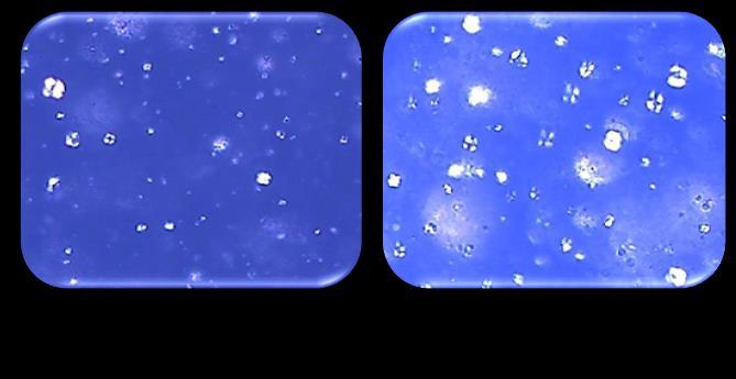 41 Figura 14: Fotomicrografia representativa de comportamentos anisotrópicos das formulações contendo ceras autoemulsionaveis catiônicas (Grupo 4) Fonte: próprio autor, 2015.