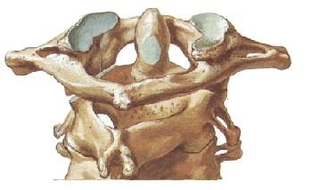 Excia, como as duas vértebras interagem em articulação. Assim a segunda vértebra penetra no interior da primeira vértebra de modo que a articulação esteja limitada em uma flexão para frente.