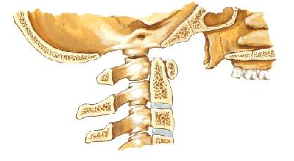 Osso occipital Boca Primeira vértebra Primeira vértebra Segunda vértebra Apófise odontóide. Canal Medular. Como V.