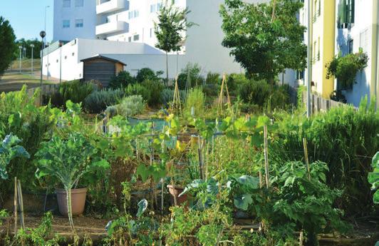 Voluntários, Parede 2016 HORTA COMUNITÁRIA da Quinta da Bela Vista (22