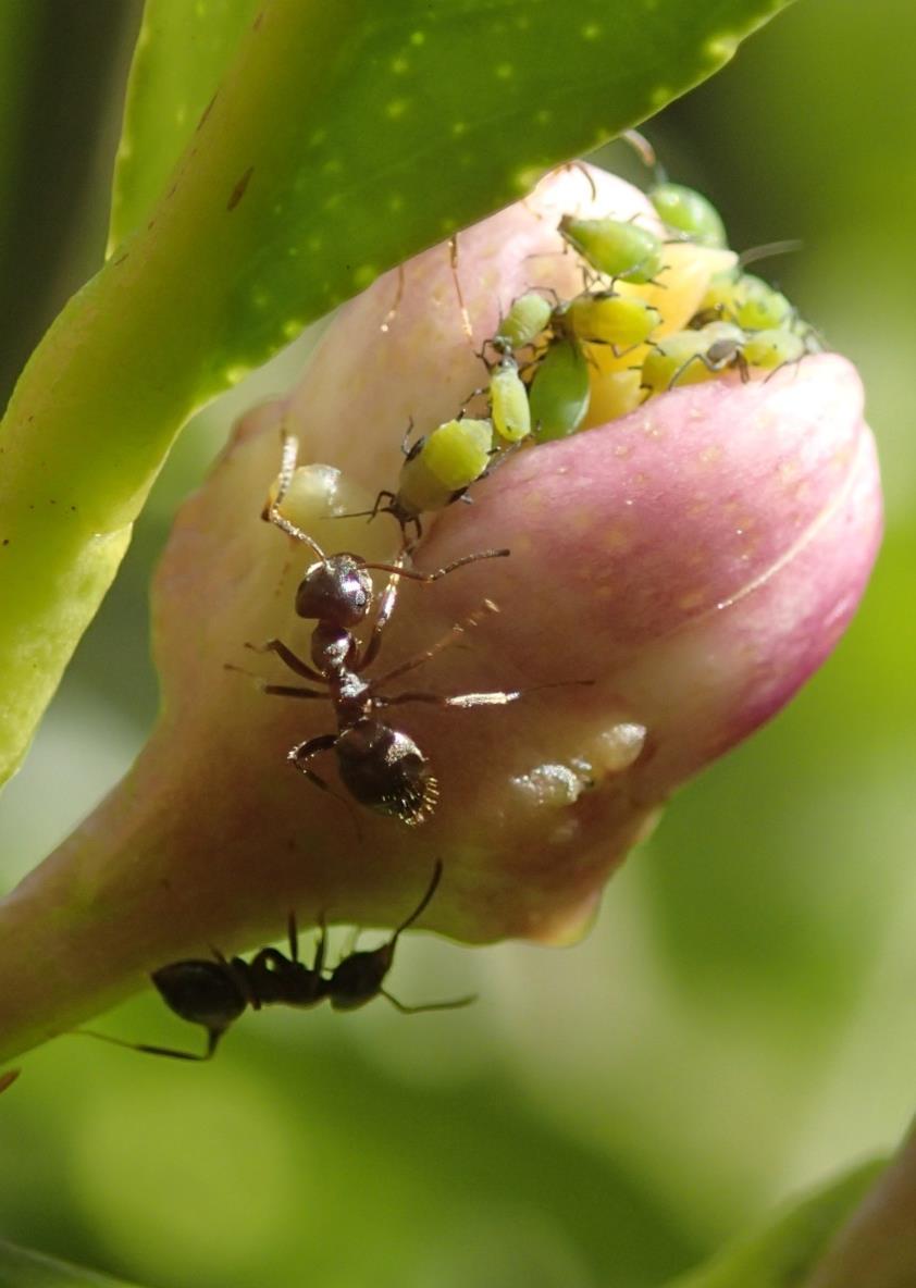 Lasius grandis