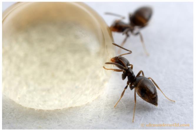 Formigas Favorecerem algumas pragas, devido às relações mutualistas que estabelecem com insetos
