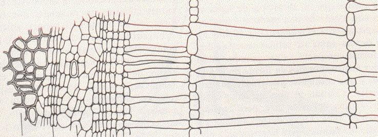 Raízes com Adaptações Especiais Função de Aeração Xilema Secundário