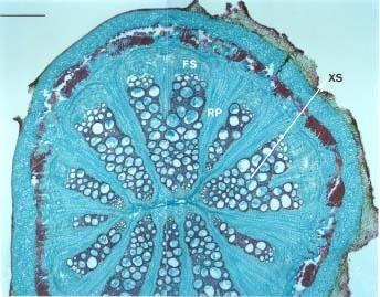 Crescimento secundário do caule Tecidos vasculares apresentam-se como um cilindro contínuo,