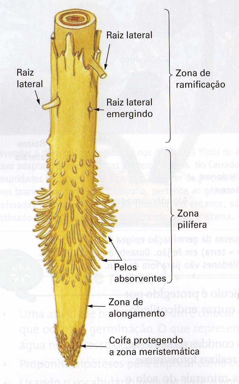 Raiz Estrutura Primária Três Regiões