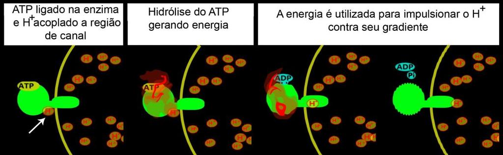 Na continuidade observa-se uma animação que ilustra os principais aspectos do mecanismo da acidificação (Fig. 3). Tal efeito é obtido através da representação animada da atividade da ATPase vacuolar.