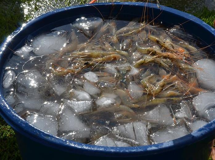 15 4. Colocar os camarões despescados em caixas de plástico vazadas