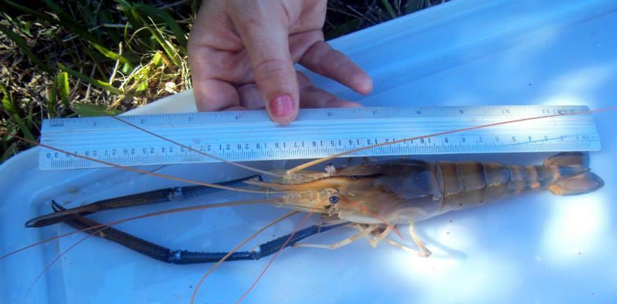 Os camarões desta espécie podem atingir cerca de 32 cm e pesar 500 g no ambiente natural.