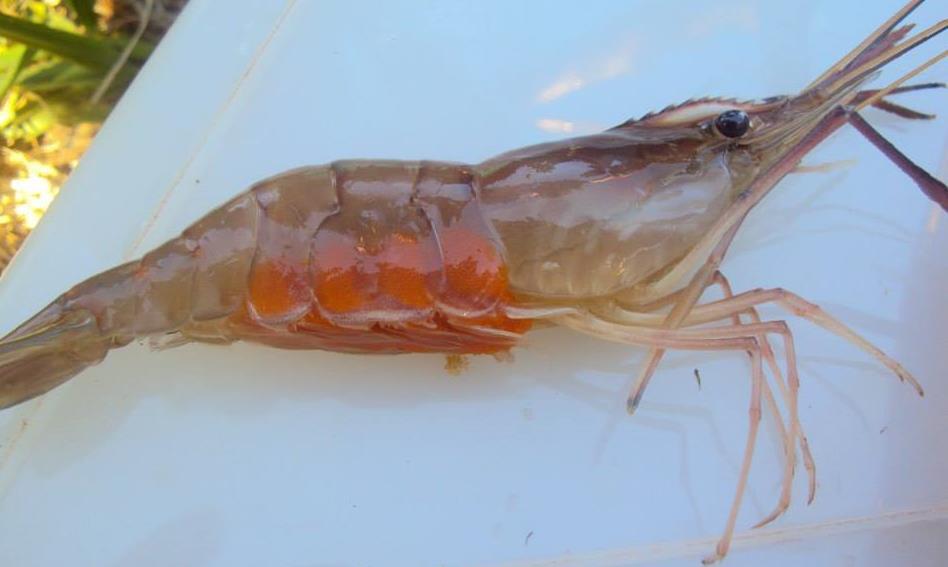 O camarão-da-malásia chegou ao Brasil na década de 80 do século passado, quando reprodutores foram trazidos do Havaí.