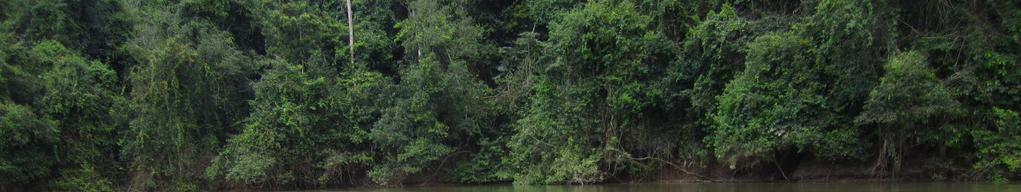 Pirarucu, Arapaima gigas