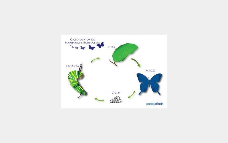 O tempo de duração da transformação da pupa em indivíduo adulto varia de acordo com a espécie, mas demora em média entre 6 e 30 dias.